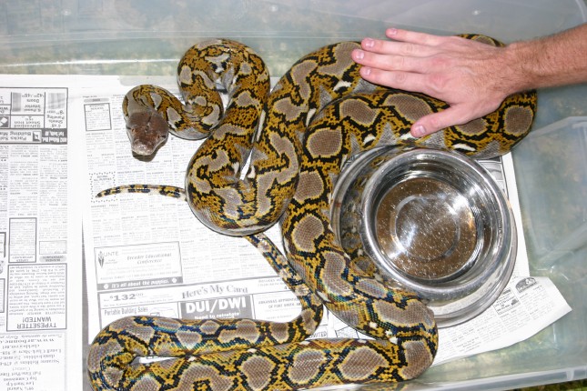 Female Het Retic