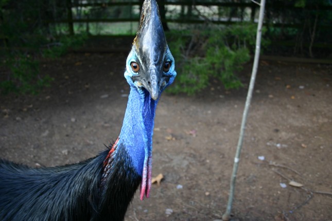 Darwin