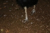 Darwin's Feet