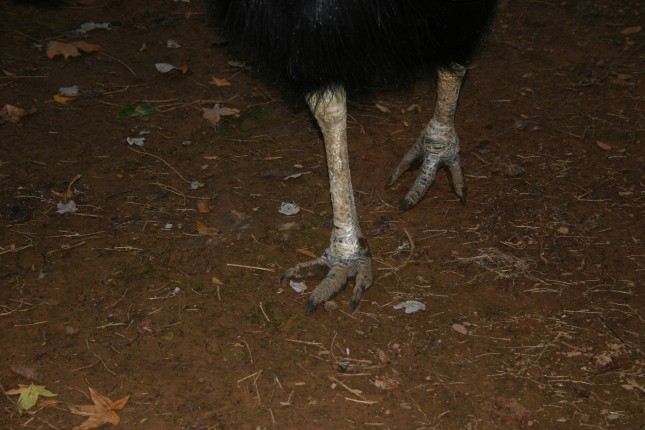 Darwin's Feet