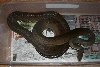 Male Olive Python