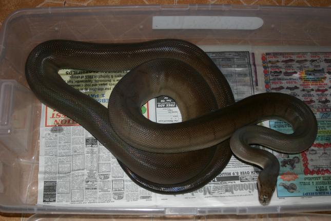 Male Olive Python