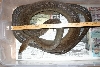 Male Olive Python