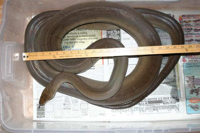 Male Olive Python