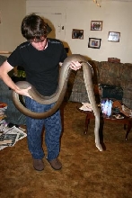 Male Olive Size Comparison