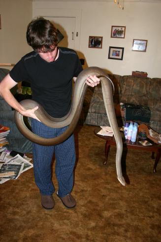 Male Olive Size Comparison