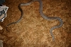 Male Olive Python