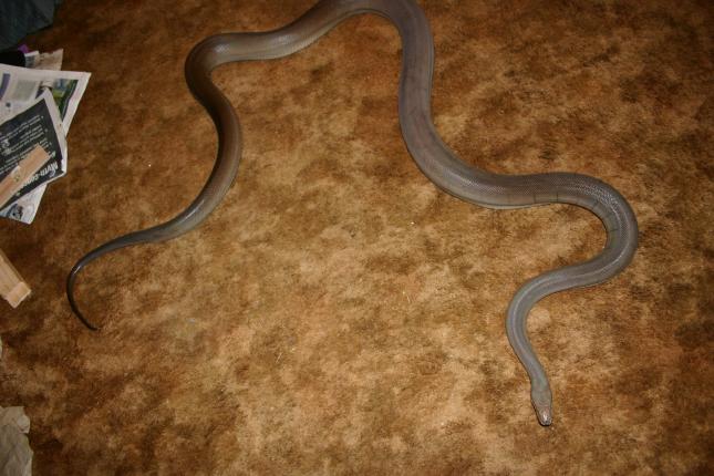 Male Olive Python