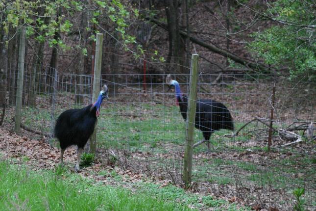 Darwin and his new gf