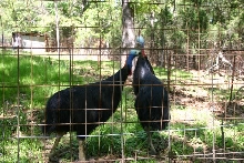 Darwin and Cassie