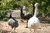Rheas and an Emu at the Stropes Farm