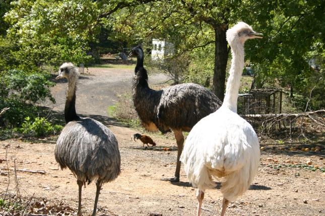 Rheas and an Emu at the Stropes Farm