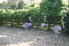 Rhea Males