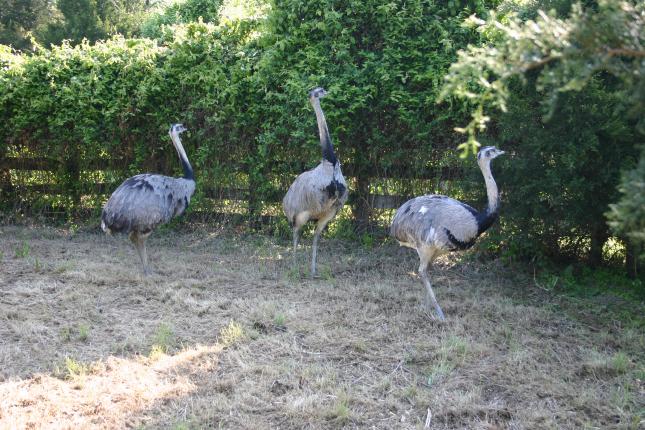 Rhea Males