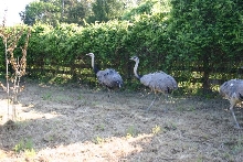 Rhea Males