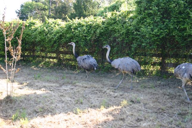 Rhea Males