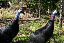 Darwin and Cassie