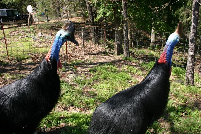 Darwin and Cassie