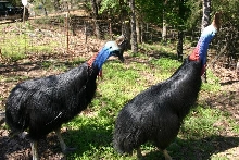 Darwin and Cassie