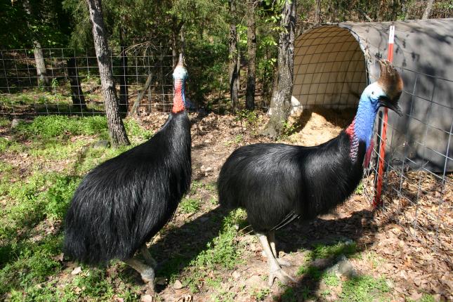 Darwin and Cassie