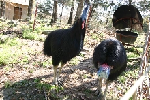 Cassie displaying