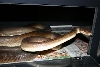 Olive Pythons