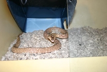 Female Formosa