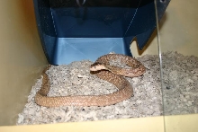 Female Formosa