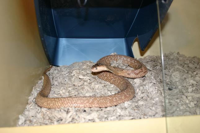 Female Formosa