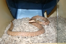 Female Formosa