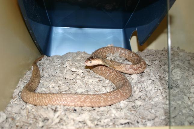 Female Formosa