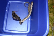 Large Male Rinkhals