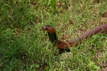 Female pallida