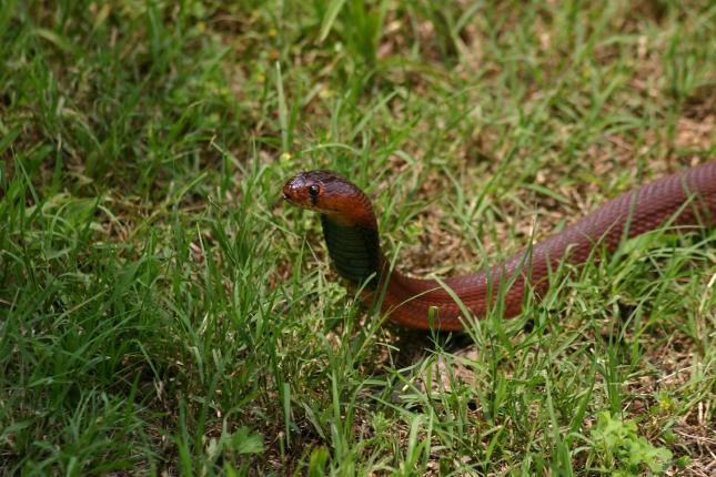 Female pallida