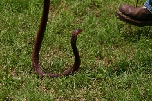 Female pallida