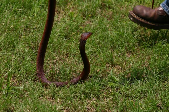 Female pallida