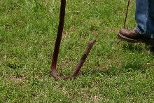 Female pallida