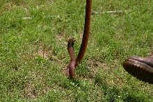 Female pallida
