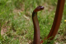 Female pallida