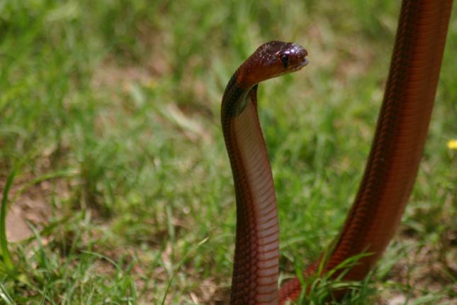 Female pallida