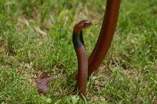 Female pallida