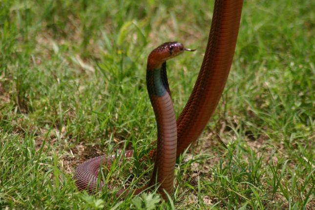 Female pallida