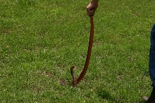 Female pallida