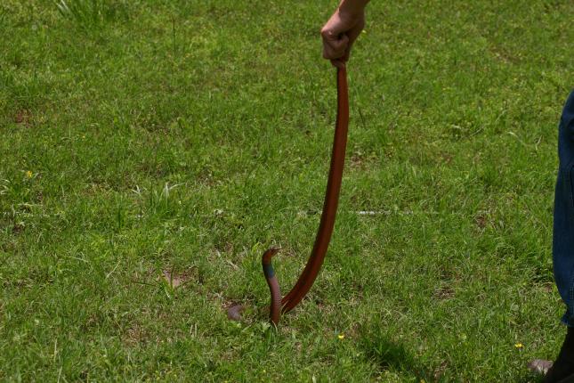 Female pallida