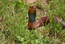 Female pallida