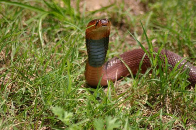 Female pallida