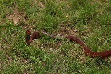 Female pallida
