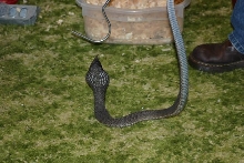 Male Rinkhals