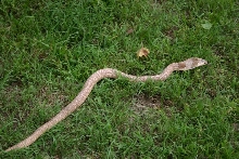 Female Formosa