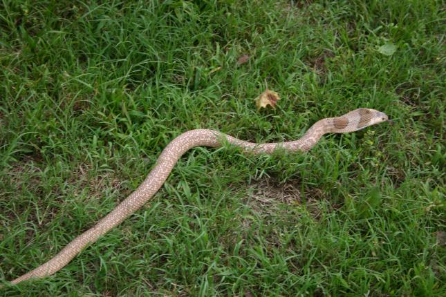 Female Formosa